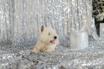 white west terrier on the floor against the background of a silvery shiny fabric