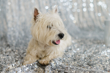 white west terrier on the floor against the background of a silvery shiny fabric
