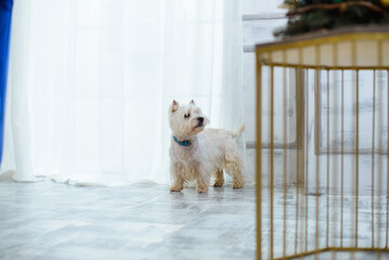 white west terrier stands on a light floor in the middle of the room