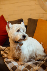 white west terrier sits on a sofa on  plaid blanket