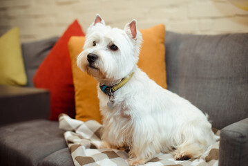 white west terrier sits on a sofa on  plaid blanket