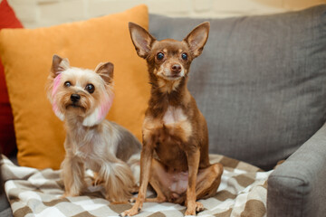 two small terrier dogs are sitting on a sofa on plaid blanket