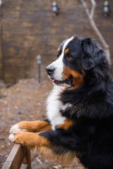 Bernese Mountain Dog against the background of a wooden brown wall