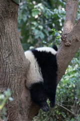 Obraz premium Sleeping little panda on the tree, Chengdu, China