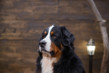 Bernese Mountain Dog against the background of a wooden brown wall