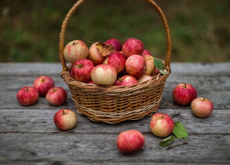 Wicker basket with red ripe apples stands on wooden table on background of green summer garden. Harvesting, farming