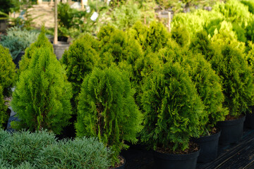 Platycladus or Chinese thuja or Oriental arborvitae in a gardening shop.
