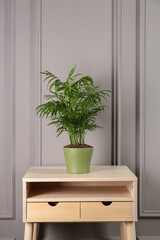 Potted chamaedorea palm on light nightstand near white wall. Beautiful houseplant
