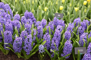 Naklejka premium Beautiful hyacinth and tulip flowers growing outdoors, closeup