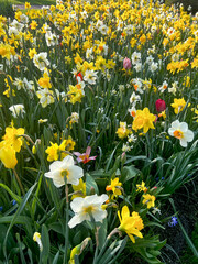 Obraz premium Beautiful colorful daffodil and tulip flowers growing outdoors on sunny day