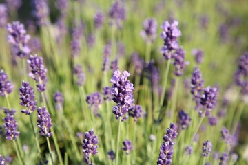 Fototapeta na wymiar Beautiful blooming lavender growing in field, closeup. Space for text