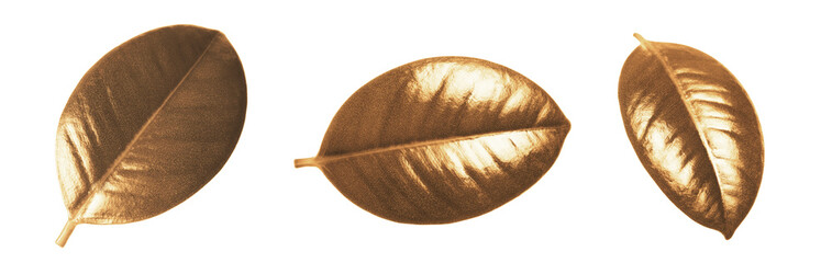 Collage with beautiful gold painted leaves of Ficus Elastica plant on white background, top view