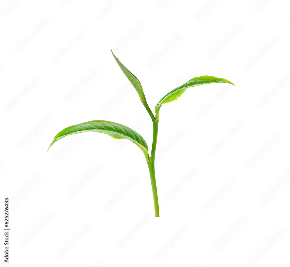 Poster tea leaf transparent png