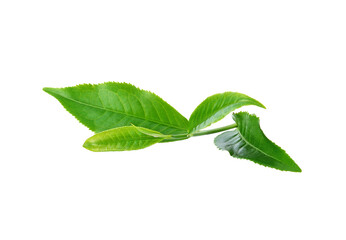 Green tea leaf transparent png