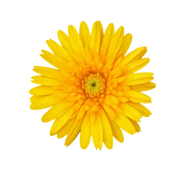  gerbera flower transparent png © nipaporn