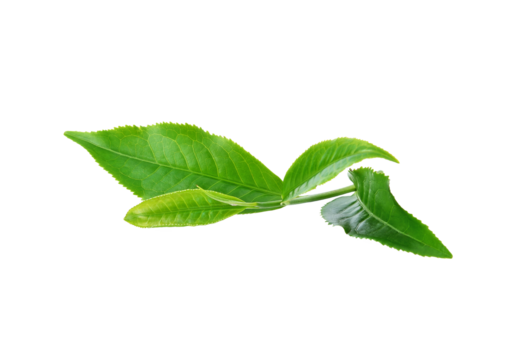 Green tea leaf transparent png