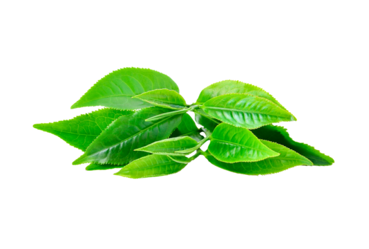 Green tea leaf transparent png