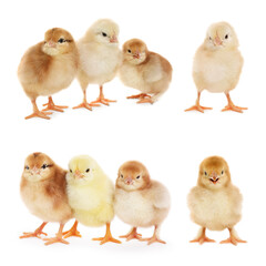 Collage with small cute baby chickens isolated on white