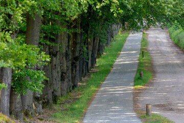 Countryside road with the trees on the side in spring, The Pieterpad is a long distance walking route in the Netherlands, The trail runs from northern part of Groningen to end just south of Maastricht
