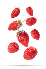 Many fresh ripe wild strawberries falling on white background