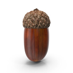 Brown dried acorn