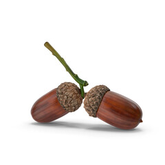Brown dried acorn
