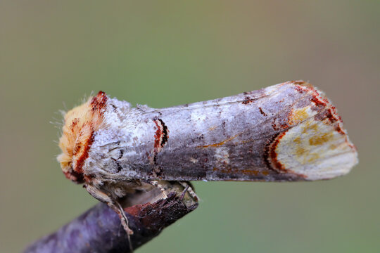  Buff-tip (Phalera bucephala) is a moth native to Europe and part of Asia. 