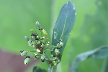 Ceutorhynchus pallidactylus and napi - weevils of beetle from family Curculionidae, pests of cabbage family e.g. oil rape plants, cauliflower, broccoli. Destroying canola flower buds.