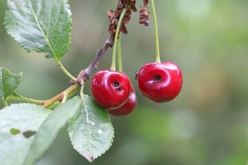 Cherry fruit deformed by pest feeding - Cherry weevil or stone fruit weevil Anthonomus Furcipes...