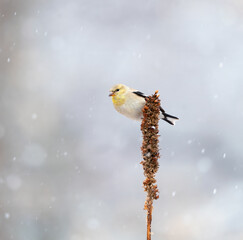 American Goldfinch in Snow/winter