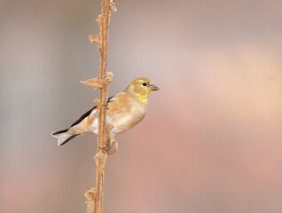 Obraz premium American Goldfinch