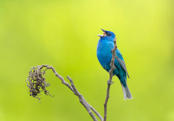 Obraz premium Male Indigo Bunting Singing