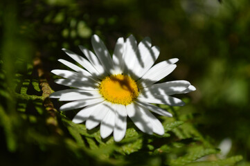 Closeup of a chamomile flower