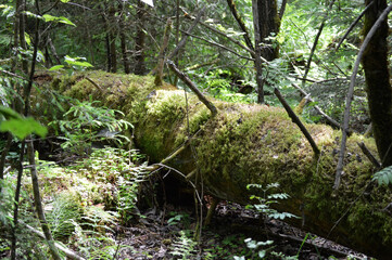 Mossy fallen tree trunk in the forest