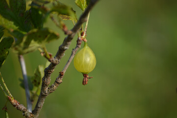Closeup of gooseberries on the stem