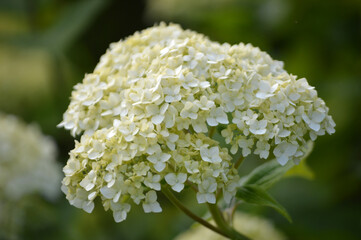 Closeup of white hydrangea flowers