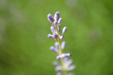 Closeup of a blooming lavender stem