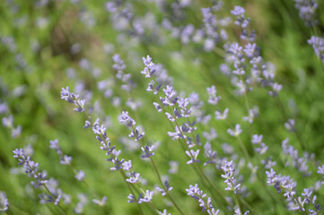 Closeup of a blooming lavender bush 