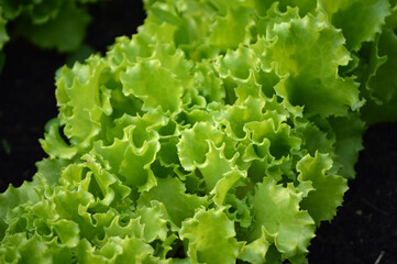 Closeup of fresh lettuce growing
