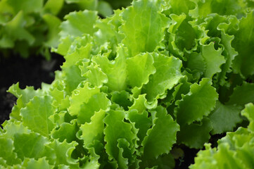 Closeup of fresh lettuce growing