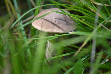Closeup of a wild mushroom