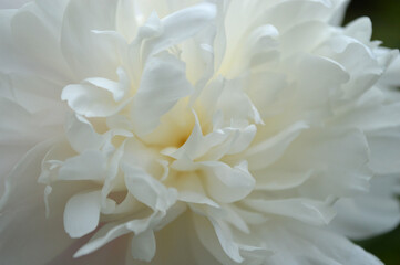 Closeup of a white peony flower
