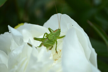 Closeup of a big grasshopper