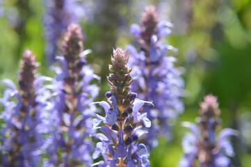 A bush of purple sage flowers