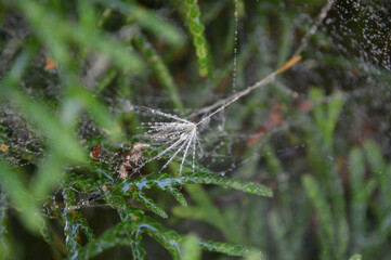 A dandelion seed in a wet spider web 