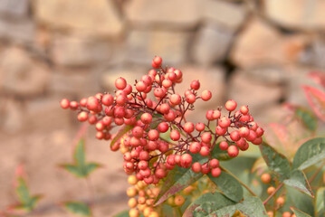 Red fruits of Cornicabra plant on out-of-focus background