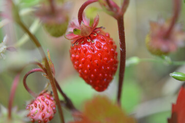 Closeup of a small wild strawberry
