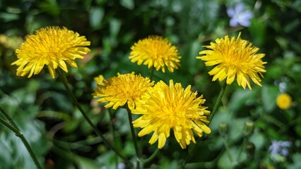 Skerda is a genus, as a rule, of annual plants of the Asteraceae family. Portugal