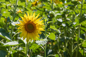 Beautiful yellow sunflower flower - Heliantheae in a spring field.