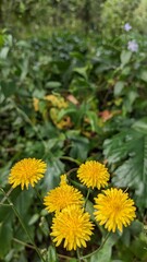 Skerda is a genus, as a rule, of annual plants of the Asteraceae family. Portugal